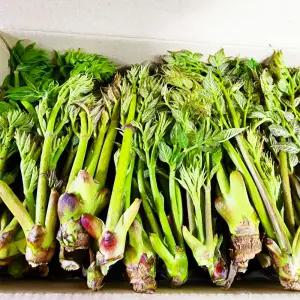 [예약]백운산 자연산 참두릅 1kg 내외 _4/2 전후 주문순으로 출하예정