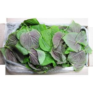 믿을 수 있는 우리 농산물 잎바라 깻잎 2Kg내외