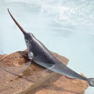 [컬렉타] 일각돌고래