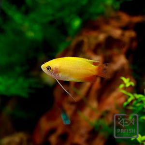 관상어 열대어 구라미 / 골든허니 구라미 [2마리]