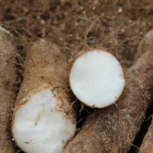 안동 장마 상품 5kg 생마 안동마 생장마 햇마