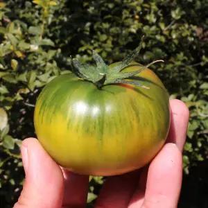 부산 대저토마토 짭짤이토마토 2.5kg 5kg 짭잘이