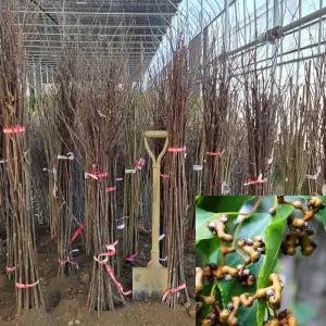 헛개나무 묘목 (실생2년생) 특묘 헛개묘목 지구자 약용수