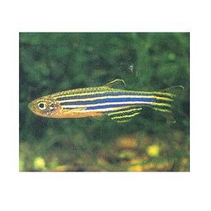 [신세계수족관] 제브라다니오 2.5cm / 롱핀 3cm 10마리