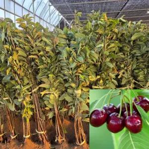 체리나무 묘목 (라핀) 접목1년생 특묘 자가수정 라핀체리 유실수