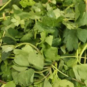 국내산 방풍나물 취나물 2kg 4kg 봄나물 산채나물