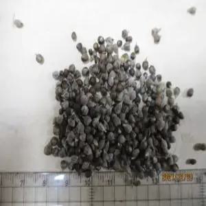 바이텍스 씨앗   100  립