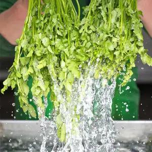 청도미나리 1kg 500g 밭 돌미나리