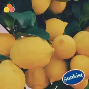 썬키스트 팬시 레몬 대과 30입 3.6kg