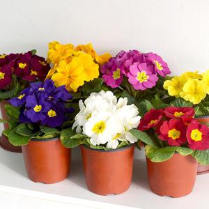 마이플랜트 쥬리안 소형 봄꽃 앵초 꽃모종 프리뮬라 오래가는꽃 실내화초