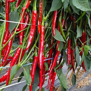 올복합 칼라탄 돌격탄 왕조 순돌이와대근이 팔방미남 지니어스 칼탄패스 청양 고추모종 72구