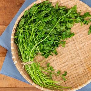 당일수확! 국내산 미나리 1kg / 2kg /GM