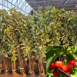 체리나무묘목  스위트하트 (접목1년생) 특묘  자가결실 자가수정 과수 유실수