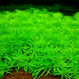 림노필라드와프그린 20줄기 어항수초 구피 전경 중경 물고기 베타 새우 키우기 모스
