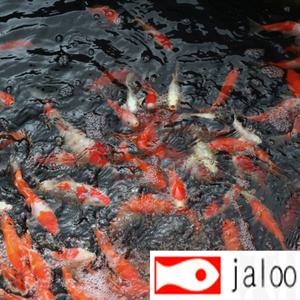 생먹이 자루  비단잉어 10센티급 1마리 홍백 삼색 물고기 관상용 연못 어항