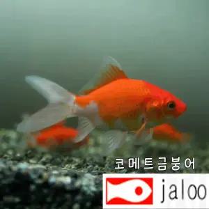 생먹이 자루 코메트 금붕어 50마리 관상용 먹이용 실험용 놀이용 체험 연못 방생 조경