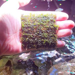 불꽃모스 8x8 스텐활착 음성수초 어항 구피 새우 은신처 놀이터