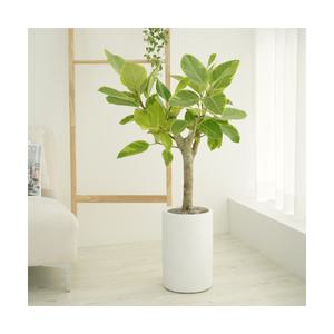 농원청년 뱅갈고무나무 거실화분 인테리어식물 실내화초 중형