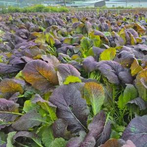 청정 순천만 노지재배 갓 재래 홍갓 2kg 김장용 김장속재료