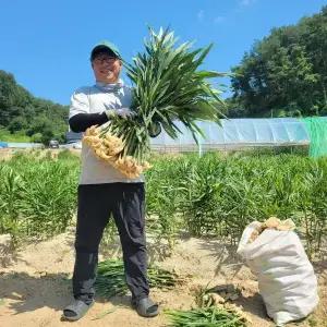 생강 햇 세척 흙생강 25년 국산 1kg