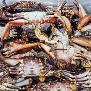 국내산 연평도 돌게 10kg (암수랜덤) 냉동 박하지 민꽃게