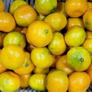 제주 감귤 10kg 대과