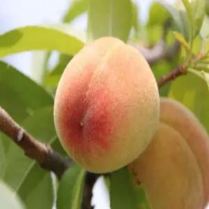 백도복숭아 / 3년생 / 결실주