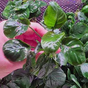 아누비아스 코인나나 4-6잎 1벌브 음성수초 활착 어항 수족관