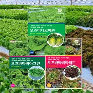 유럽상추씨앗 3종 세트 각 100립 3봉, 오즈미니로메인 오즈바타비아그린 오즈바타비아레드