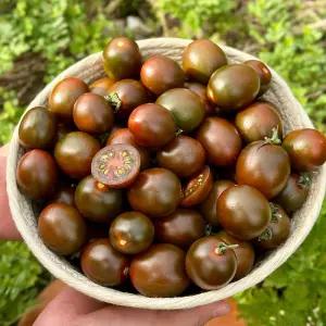 국내산 흑대추 방울토마토 로얄과 1kg