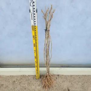 왕구기자 묘목 2년생(2개) 구기자나무 나무언니