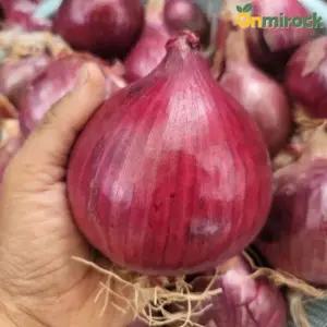 온미락 전남 무안 자색양파 소미니혼합 10kg 황토밭 양파 산지직송