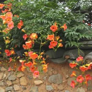 능소화 담장식물 조경수 묘목-삽목2년 포트묘/두개묶음  HK549