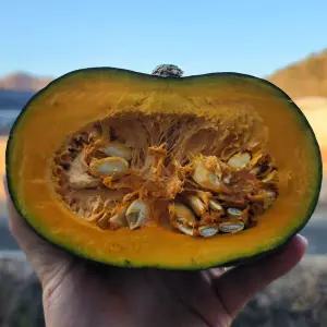 뉴질랜드 단 호박 8개 6.4-9.6kg 뉴질랜드 밤호박 미니밤호박 생단호박 맛있는 단호박 한박스 못난이단호박