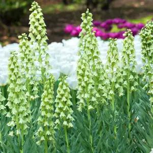 [초선지]왕패모 프리틸라리아 직수입구근대형화분식재 아이보리벨 fritillaria