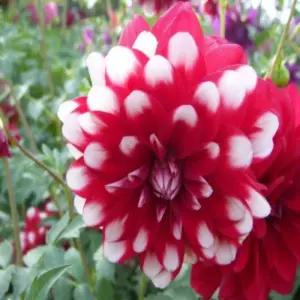 다알리아 토종(중형) -1뿌리(2-3구근)