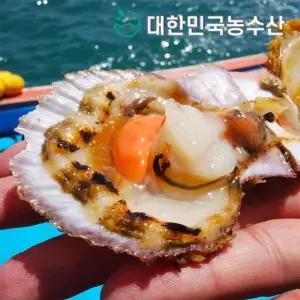 [대한민국농수산] 산지직송 국내산 제철 홍가리비 4kg 특품 가리비