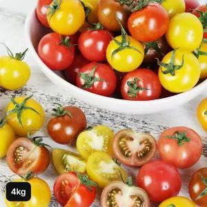 [NS홈쇼핑]전북 스마트팜 오색칵테일토마토 4kg[35734187]