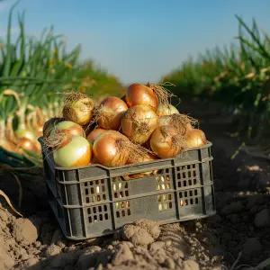 국내산 양파 창녕 무안 특품 신선 당일수확 가정용 업소용