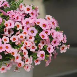 어린모종 밀레니엄벨 카붐 라이트핑크 블라스트 8cm분