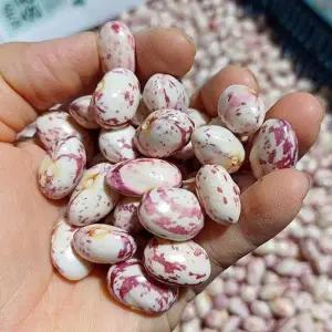 강원도 유기농 호랑이 콩 2kg 급냉 깐호랑이콩 줄콩 냉동호랑이콩 울타리콩 호랑이 밤콩 호랑이 강낭콩