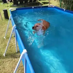 애완 애완견 욕조 간이 물놀이 강아지 대형 동물 수영장