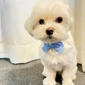 블루 스카프 프릴 체크리본 반려동물