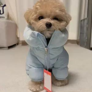 강아지 고양이 겨울 코튼 블루 보온 소형 패딩 두꺼운 퍼프 재킷 약 75kg S 실
