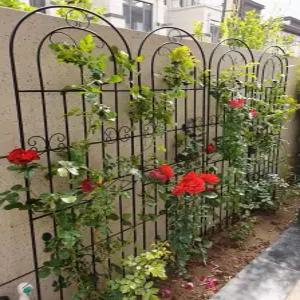 장미 아치 유럽식 덩굴 펜스 식물
