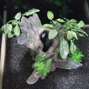 [셀러에이드]다른모양 나무동굴모양 작은어류 은신처