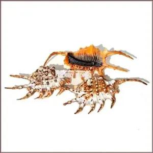 [셀러에이드]폐각 조개 장식용 자연품 1개