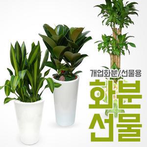 공기정화식물 관엽식물 개업화분 인테리어화분 꽃배달