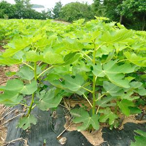 봄 가을 무화과묘목승정도후인/바나네 당해열매수확