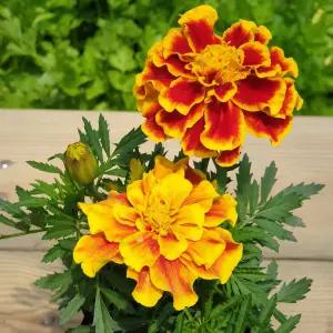 [장미농원]메리골드 모종